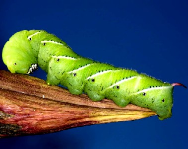 Tobacco Hornworm